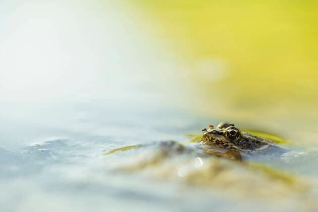The Little Water Frog is Amphibian of the Year 2023