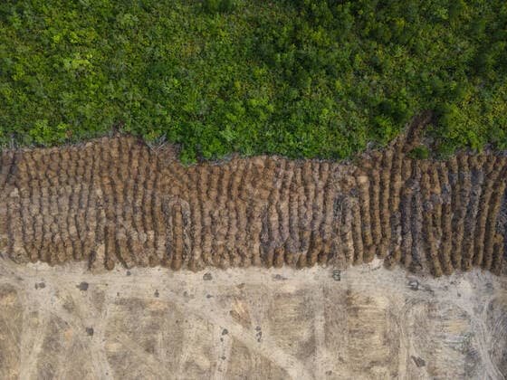 UN Climate Change Conference COP26 in Glasgow - Deforestation to be stopped by 2030 - archive images
