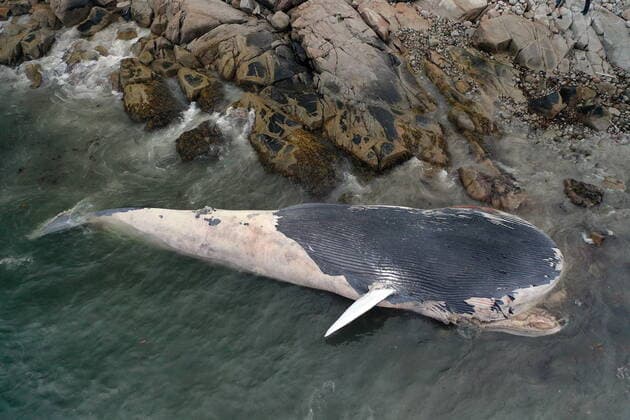 Canada, carcass of a blue whale on the coast of Crystal Crescent Beach, Nova Scotia