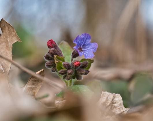 Nature, Plants, Lungwort