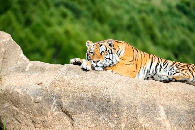 2022 is the Chinese Year of the Tiger