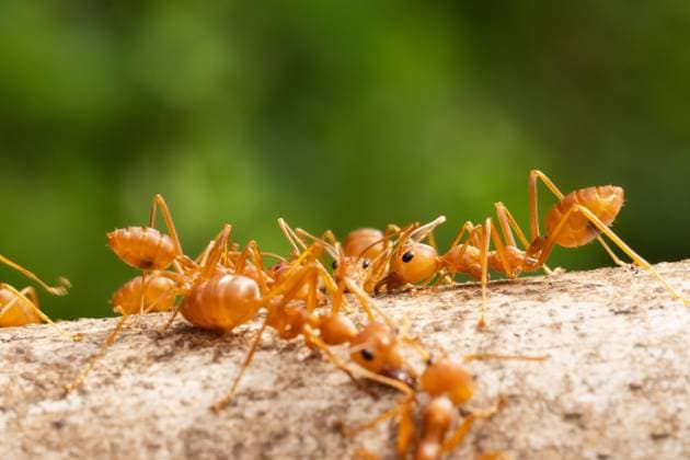 Invasive red fire ant detected in Europe for the first time - archive images
