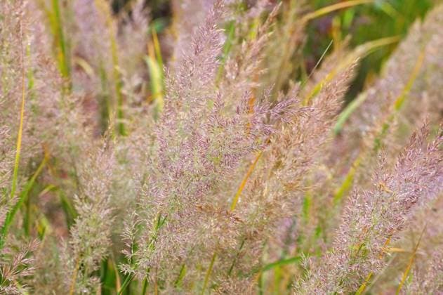 Nature, Plants, Diamond grass