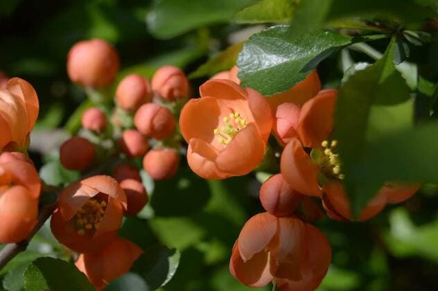Nature, Plants, Ornamental quince