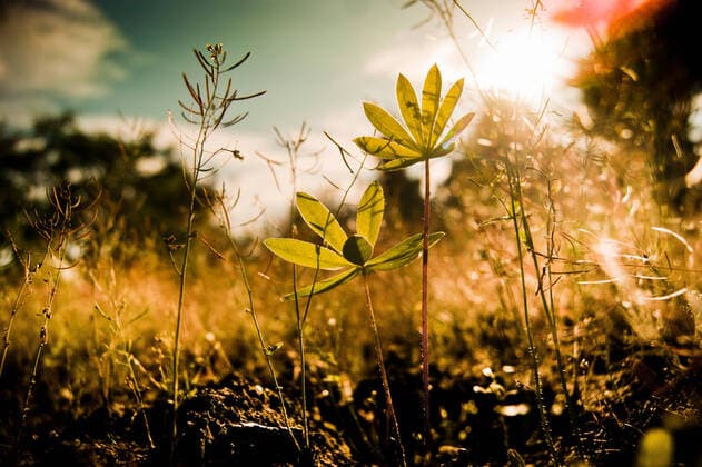 IMAGO Nature: Our Earth, environmental problems, nutrition, plants of the future, lupines
