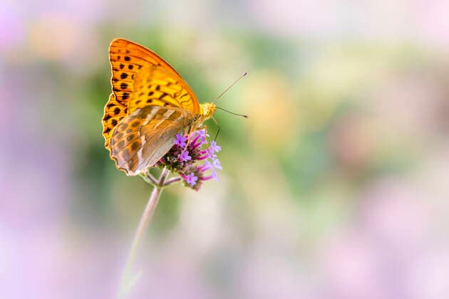 The emperor cloak is the butterfly of the year 2022