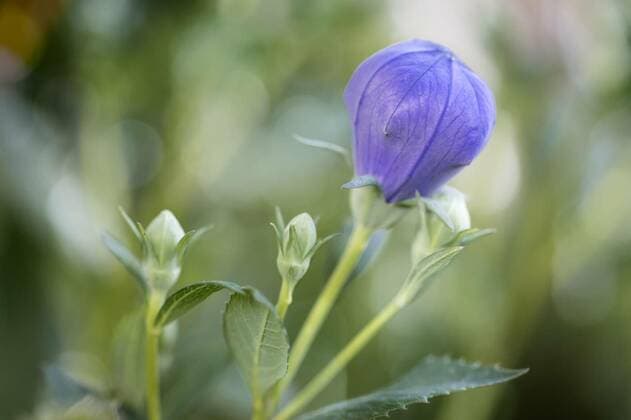Nature, Plants, Balloon flower