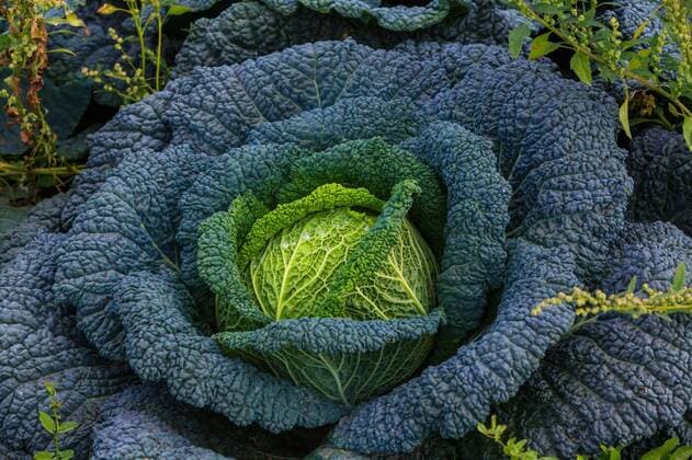 Collard greens are vegetable of the year 2025 and 2026