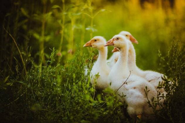 IMAGO Creative, Biodynamic Agriculture