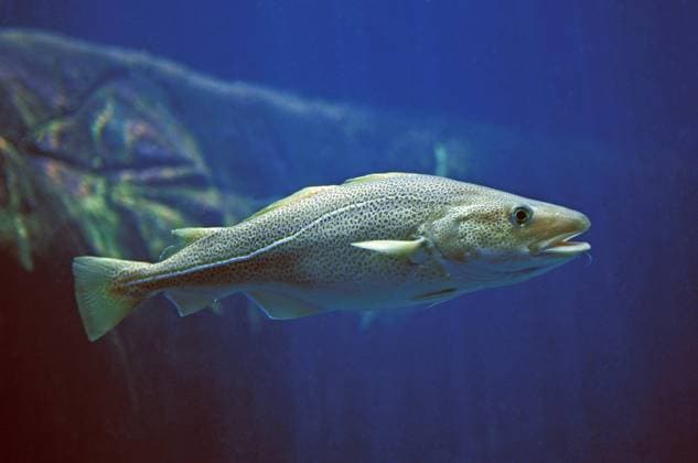 Cod is fish of the year 2024