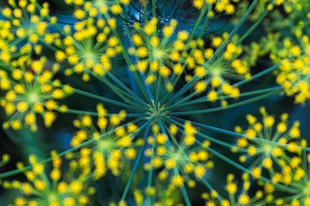 Nature, Plants, Dill