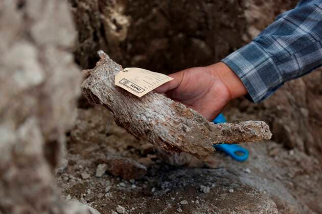 Mexico, mammoth remains discovered in Zumpango