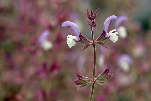 Nature, Plants, Clary Sage