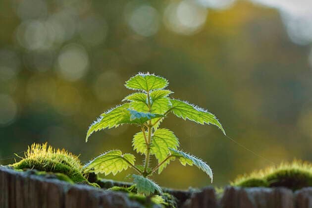 The great nettle is medicinal plant of the year 2022
