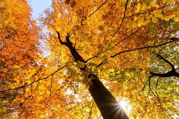 The copper beech is tree of the year 2022