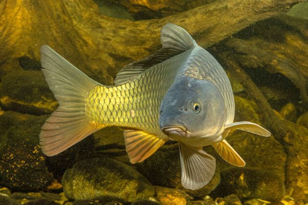 Calendar motifs: Carp