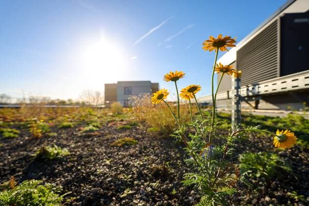IMAGO Creative, Cultivation of the future, rooftop gardening