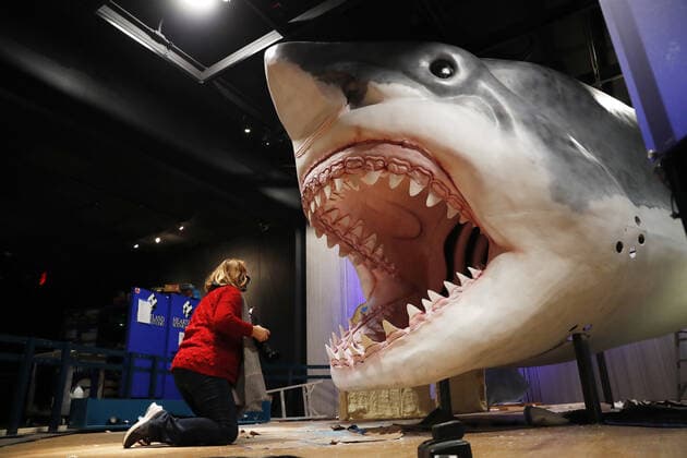 USA, production of a Megalodon model in the American Museum of Natural History in New York City