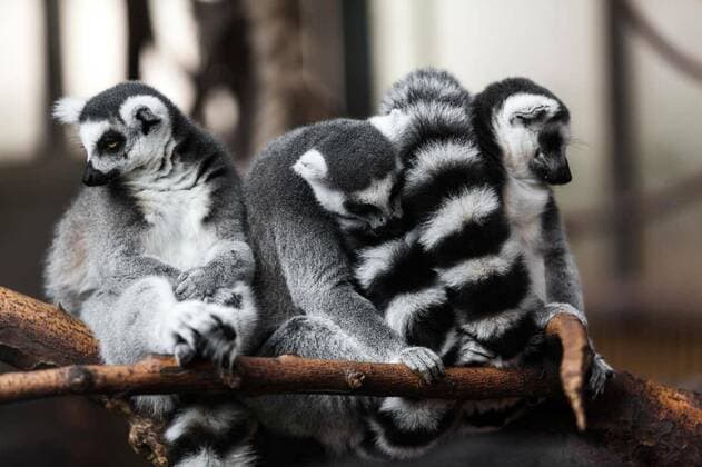 IMAGO Nature: Our Earth, Animals, striped species