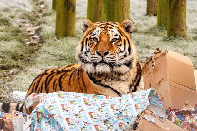 IMAGO Creative, Christmas, Animal fun