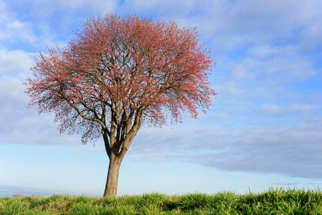 The mealyberry is crowned Tree of the Year, archive pictures