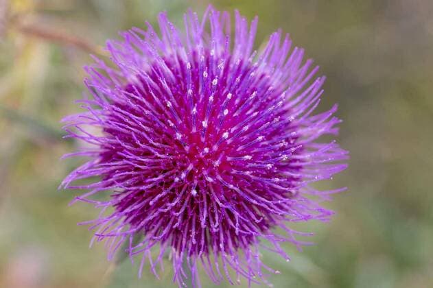 Calendar motifs: Thistles