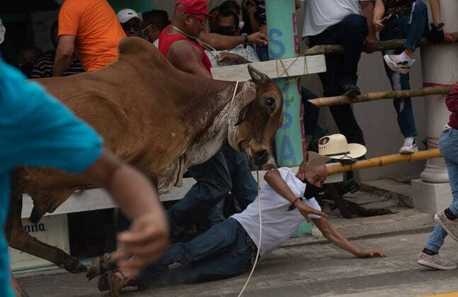 Mexico, feast in honor of the Virgen de la Candelaria is celebrated with bullhunt