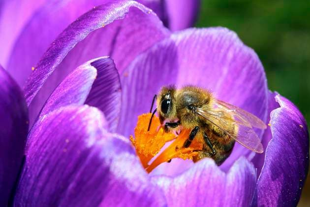 IMAGO Creative, Spring, Blossoms for bees and bumblebees