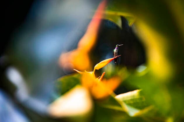 IMAGO Nature: Our Earth, environmental problems, rainforest