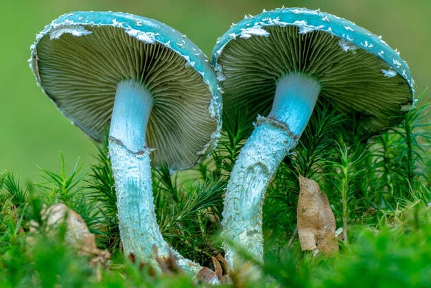 Calendar motifs: Mushrooms