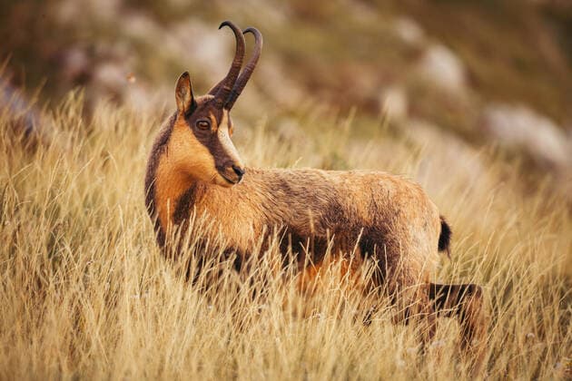 Calendar motifs: Mountain goats