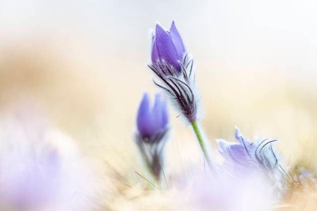 Nature, Plants, Cowslip