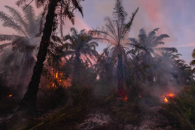 IMAGO Nature: Our Earth, environmental problems, palm oil
