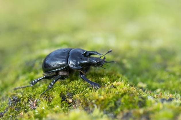 The bull weevil is insect of the year 2024