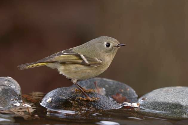 Calendar motifs: Songbirds