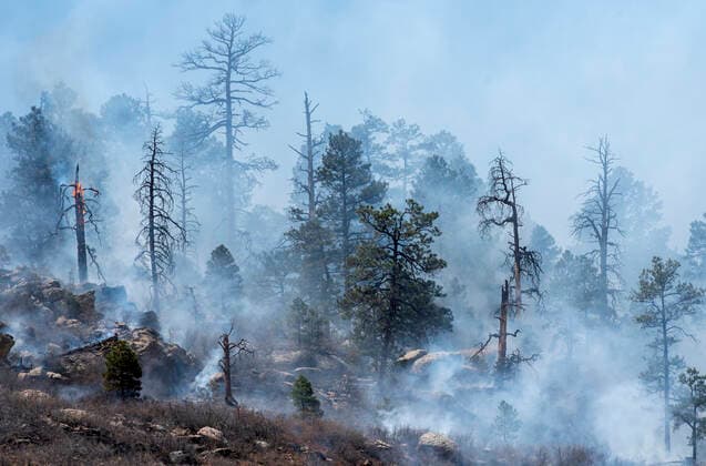 USA, Forest fire in New Mexico