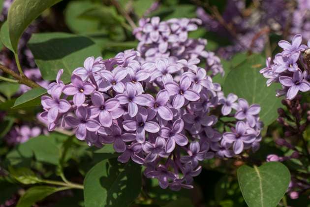 IMAGO Creative, Lilac, Blossom miracle