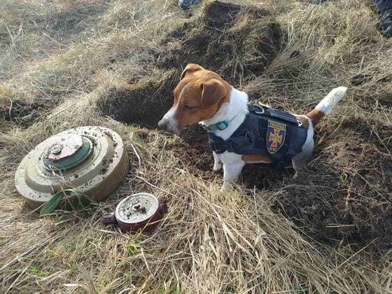 Ukraine conflict, mine-seeking dog Patron to receive Cannes Film Festival award