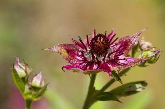 Swamp marigold is flower of the year 2025