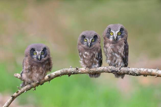 Calendar motifs: European owls