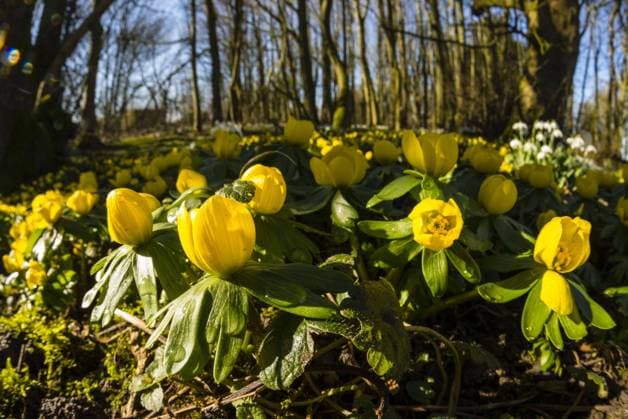 Nature, Plants, Adonis