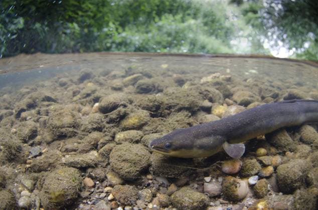 European eel is fish of the year 2025