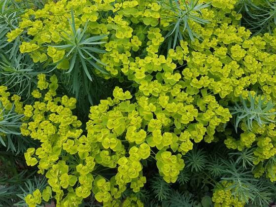 Nature, Plants, Tumbleweed