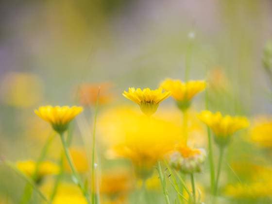 Nature, Plants, Marigold