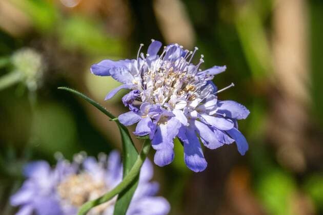 Nature, Plants, Scabiosa