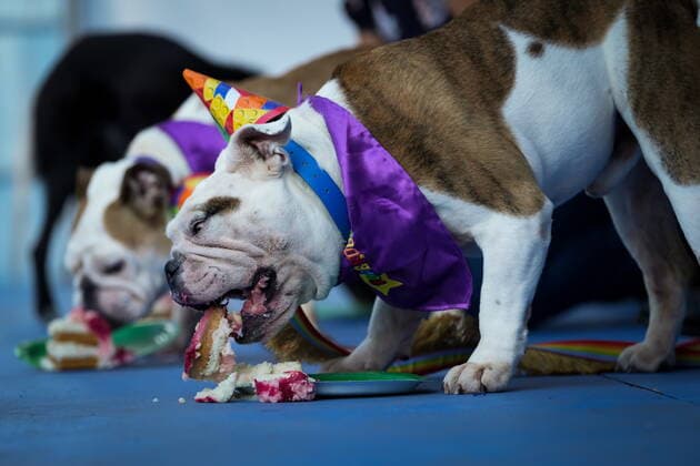 Canada, SuperDogs Performance in Vancouver