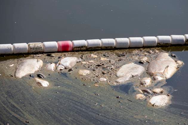 Dinosaur of the Year - NABU negative award for fish mortality in the Oder - Archive Images