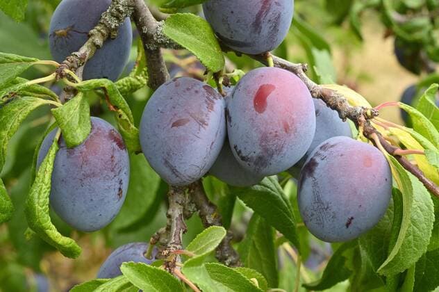 The Bühler Frühzwetschge is the Regional Orchard Fruit Variety of the Year 2024