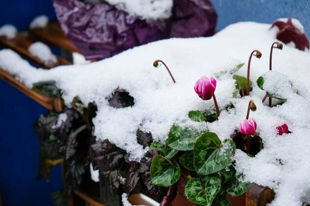 Nature, Plants, Spring Cyclamen