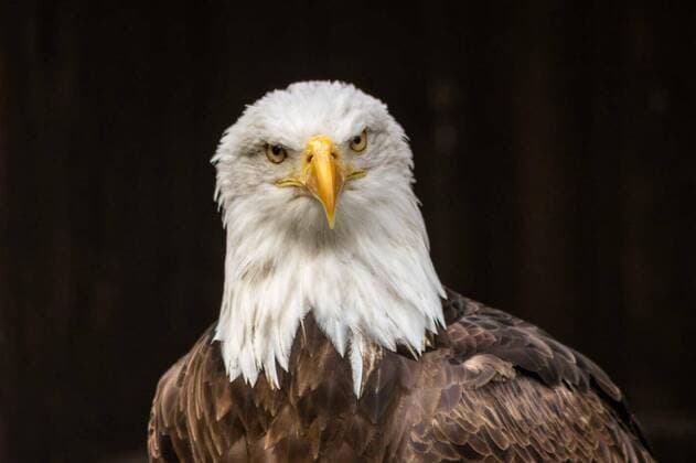 Calendar motifs: Eagle